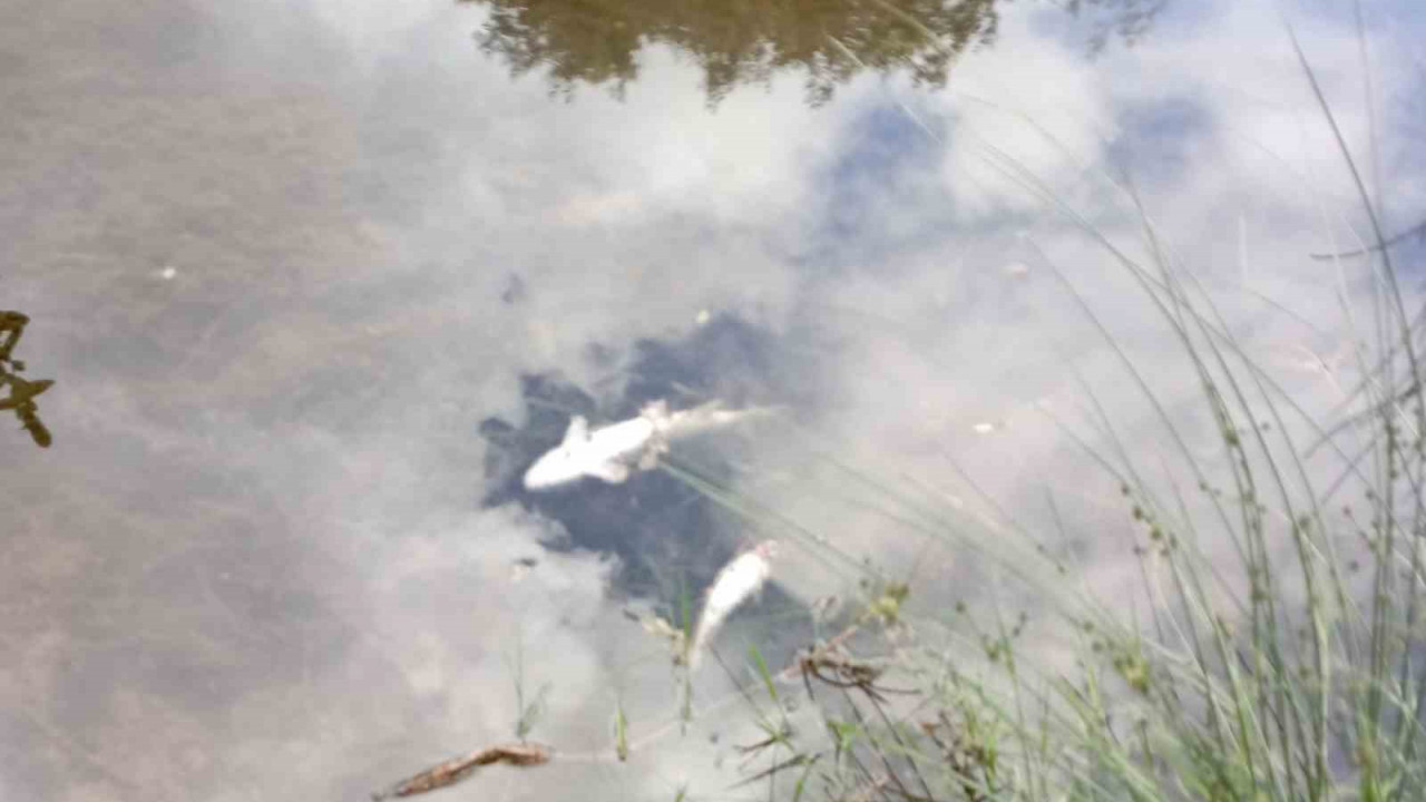 Malatya'da esrarengiz balık ölümleri