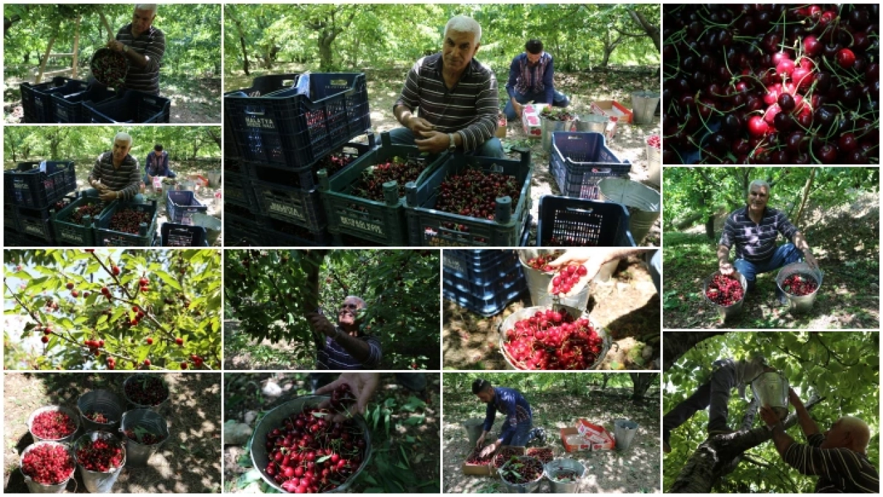 Yeşilyurt ilçesinde kiraz hasadı başladı