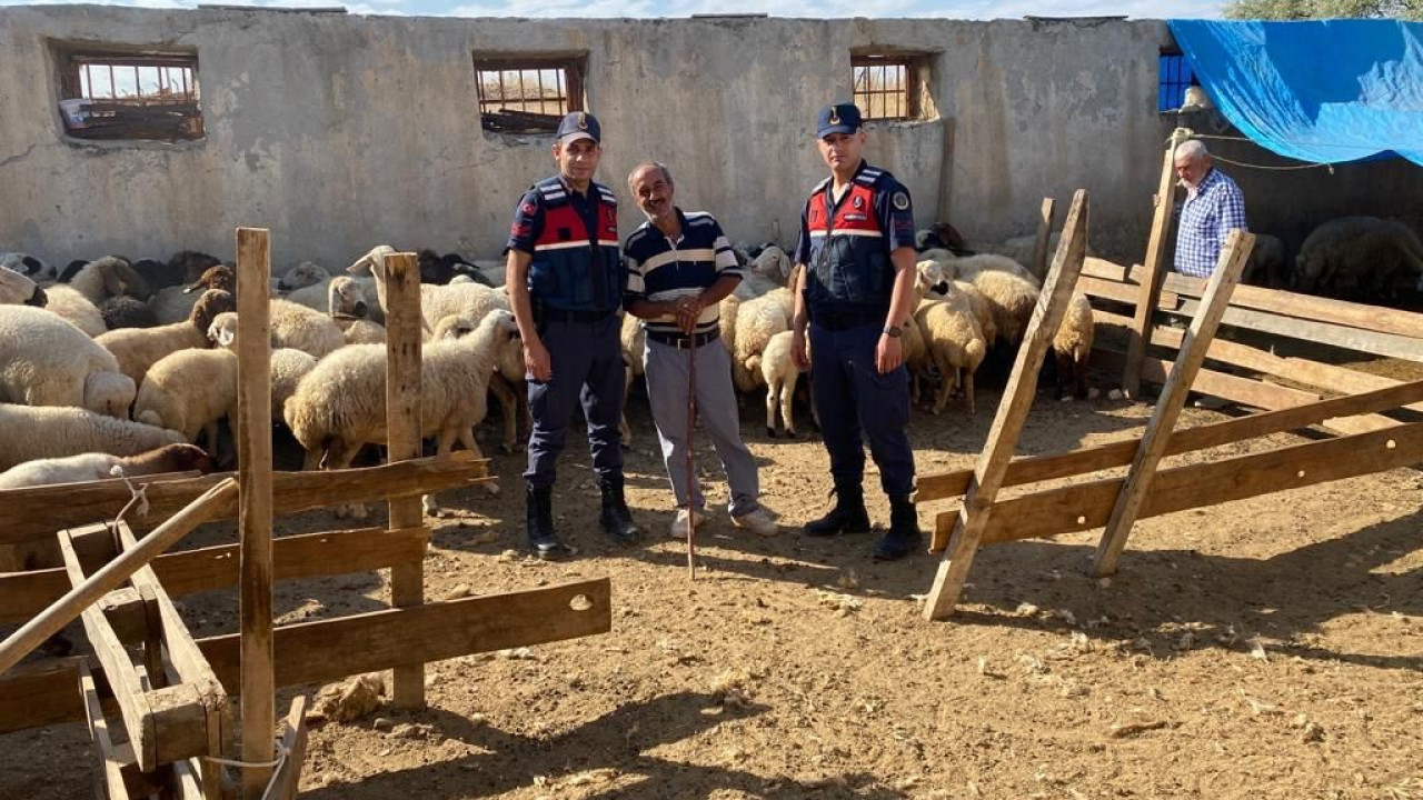 Malatya'da kayıp koyunları jandarma buldu