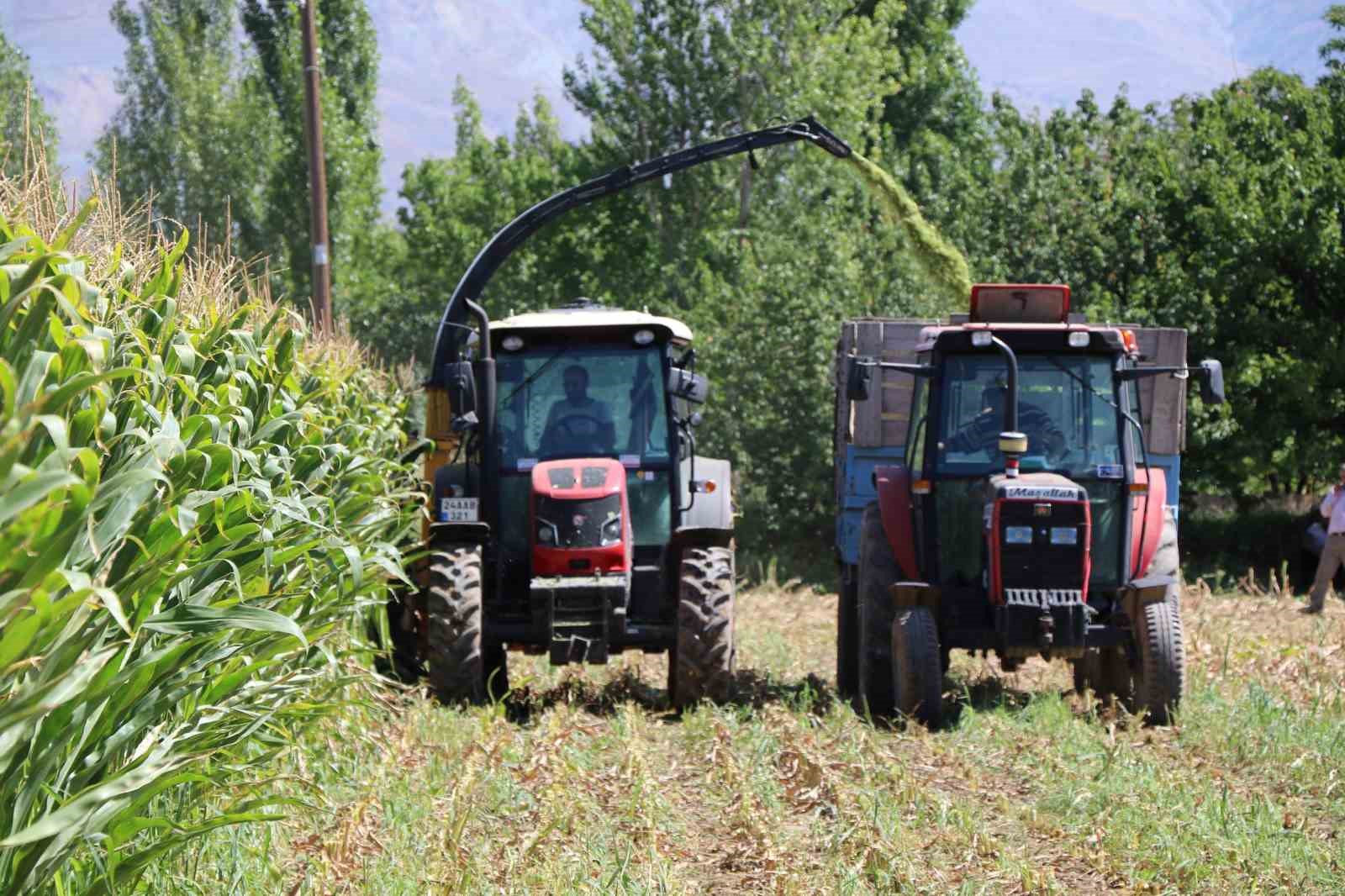 Erzincan’da İlk Silajlık Mısır Hasadı Yapıldı