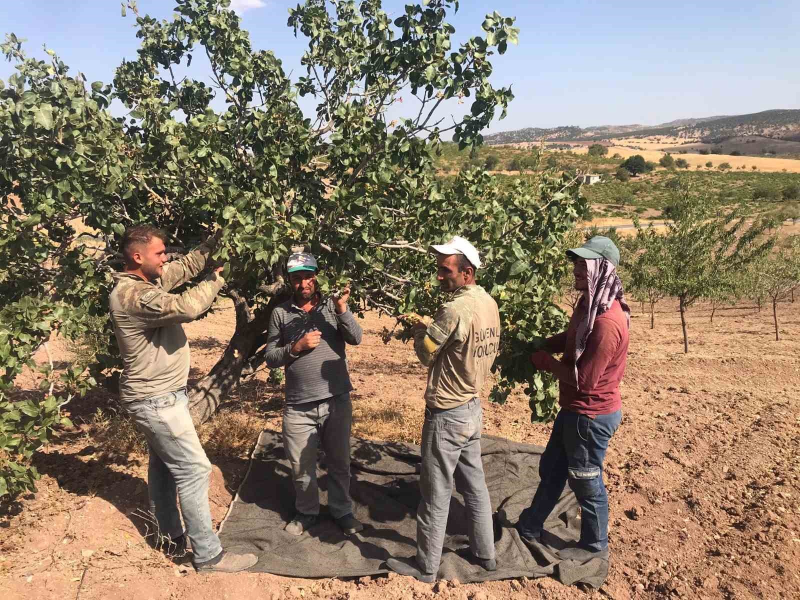 Yeşil Altın Hasadı Başladı