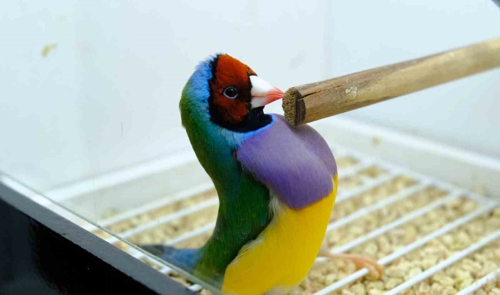 Egzotik Kuşların Kur Dansları Renkli Görüntüler Oluşturdu