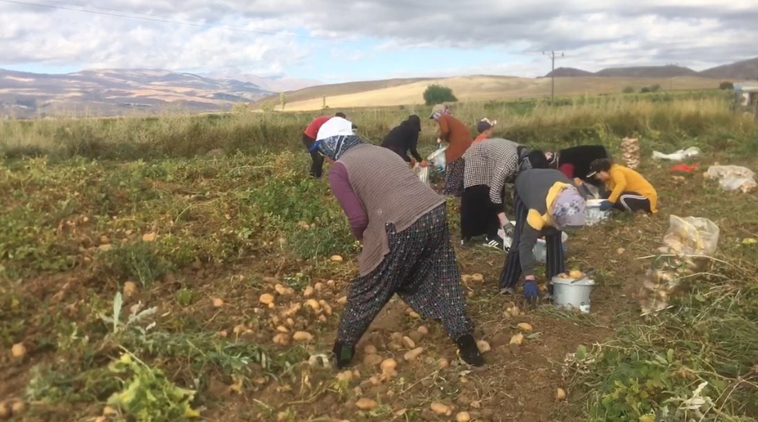 Erzincan’da Patates Hasadına Başlandı