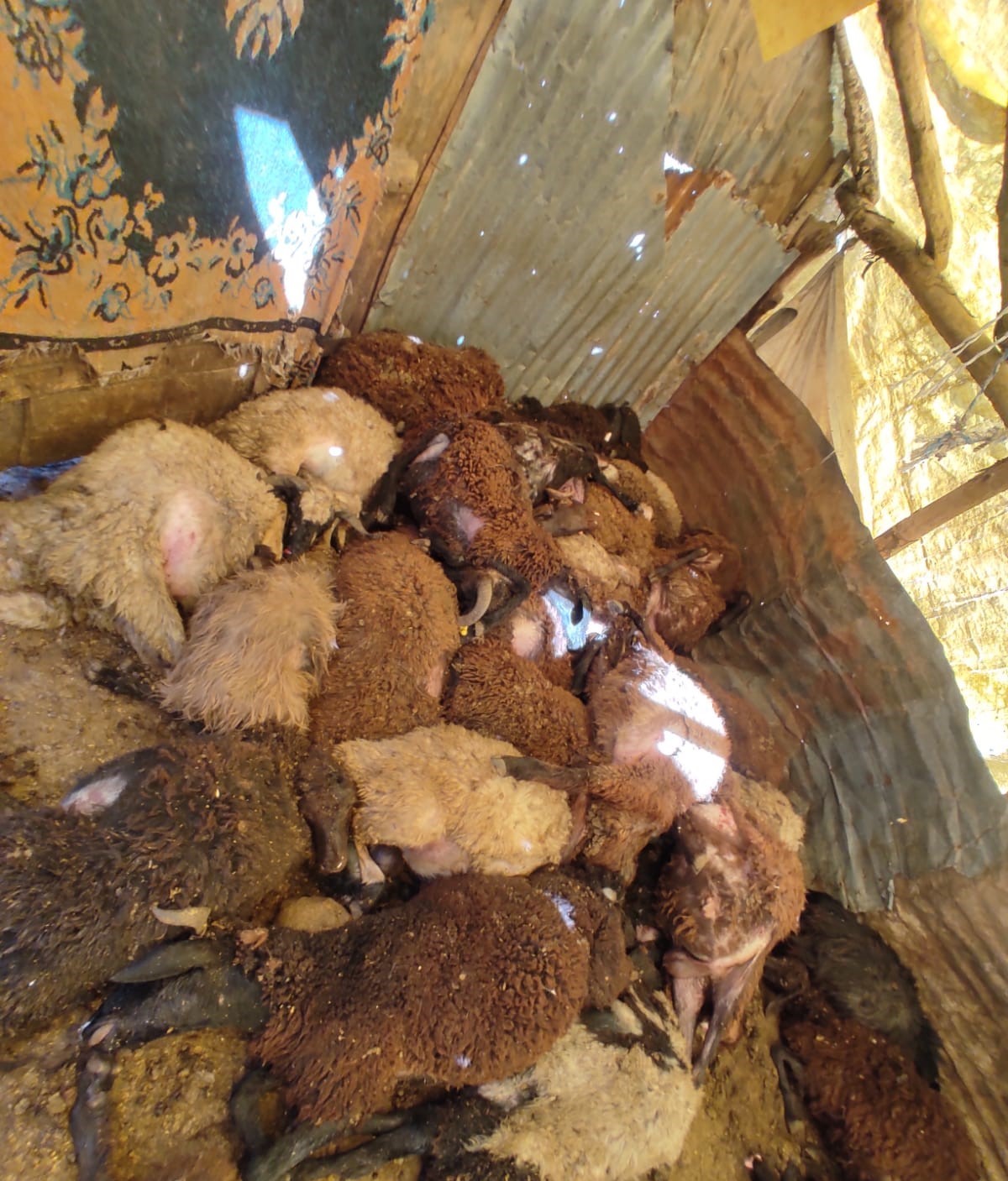 Bingöl’de Ahıra Saldıran Kurtlar, 50 Koyunu Öldürdü