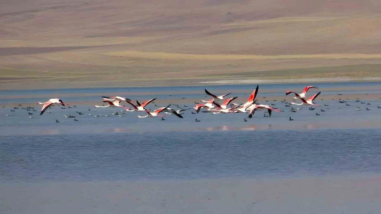 Erçek Gölü Flamingoların Gözde Mekanı Oldu