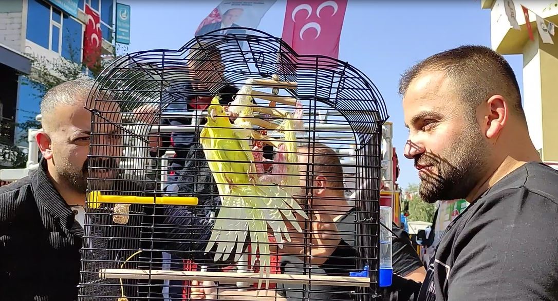 Evden Kaçan Sultan Papağanını Bulmak Üzere Seferber Olundu