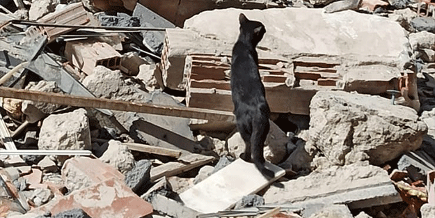 Bina Enkazında Mahsur Kalan Yavru Kedi Kurtarıldı