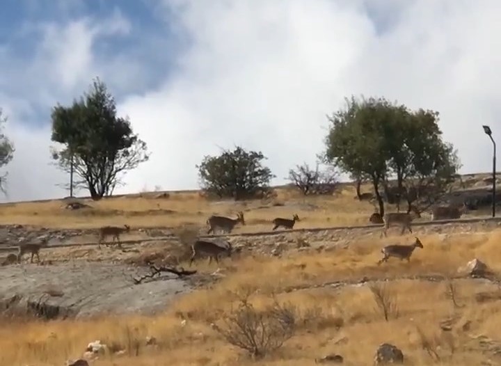 Nesli Tehlikede Olan Dağ Keçileri Görüntülendi