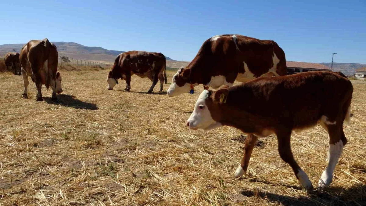 Sultansuyu’nda Süt Sığırcılığı Üretimi Hız Kazanıyor