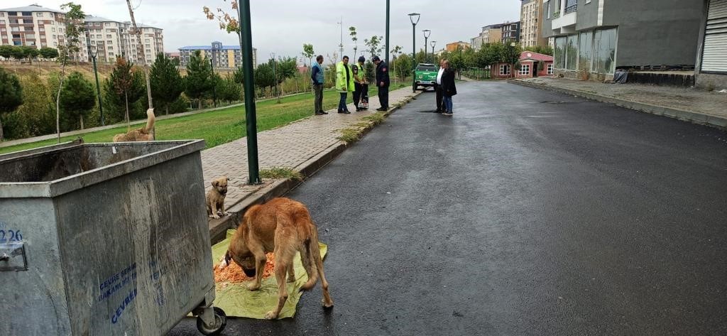 Jandarma Birimleri Sokak Hayvanlarını Besledi