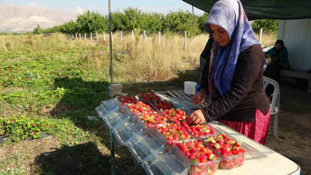 Kilosu 50 Lira, Siparişlere Yetişilmiyor