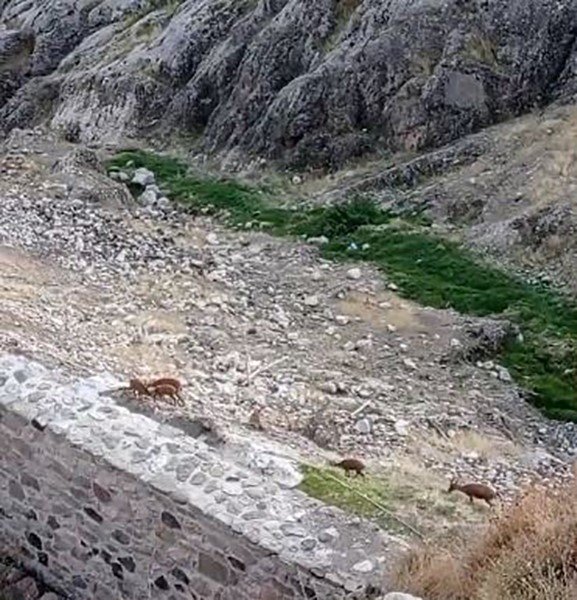 Dağ Keçileri Harput’ta Görüntülendi