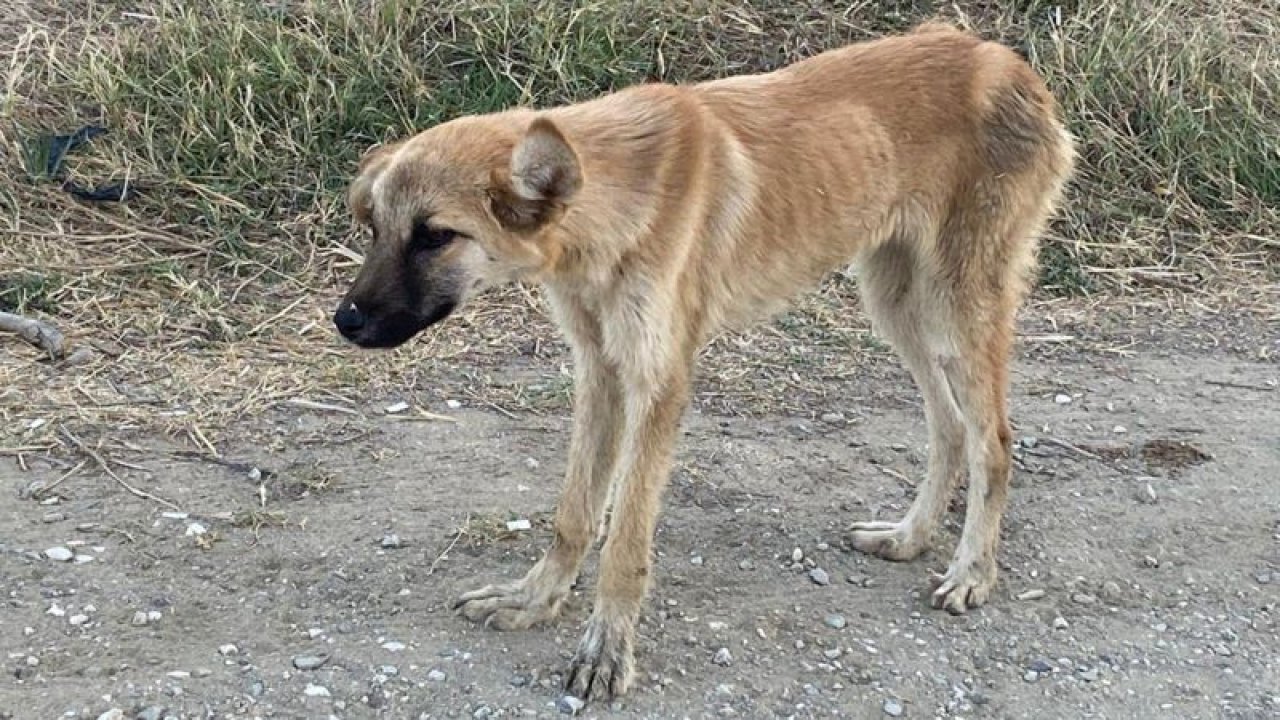 Elazığ'daki Sokak Köpeğinin Tavuk Hırsızlığı Ortaya Çıktı