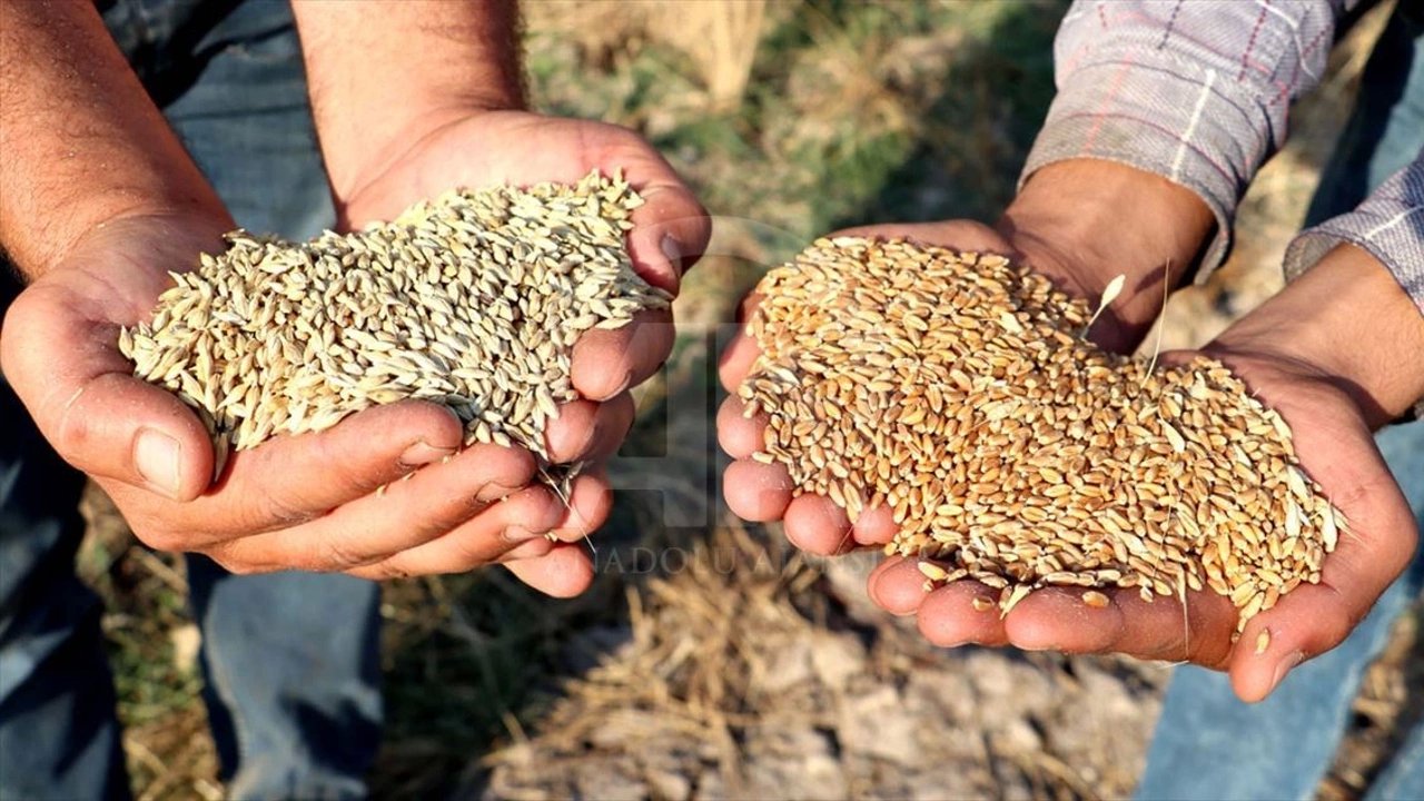 29 Kasım 2023 TOBB Güncel Buğday Ve Arpa Fiyatları Açıklandı