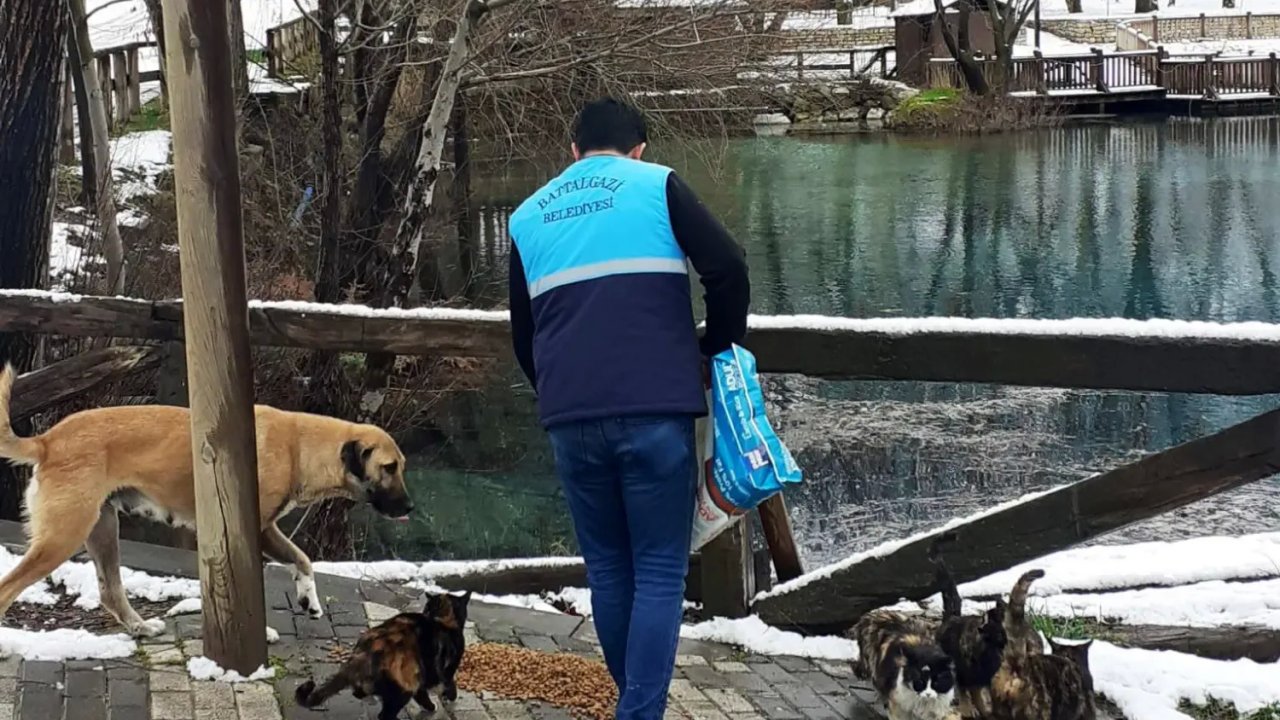 Battalgazi Belediyesi Sokak Hayvanları İçin Çalışma Başlattı