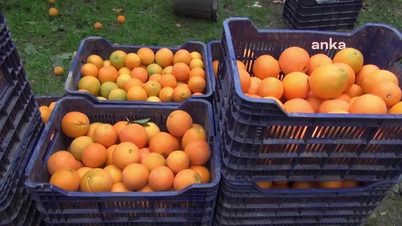 Ocak Ayında Portakal Zam Rekoru Kırdı