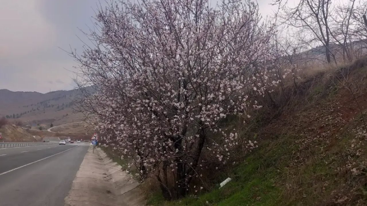 Malatya'da Tarım Büyük Risk Altında