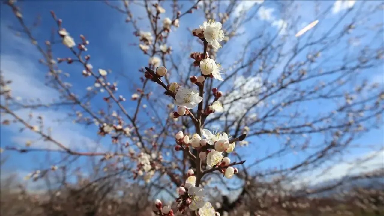 Malatya'da Erken Bahar