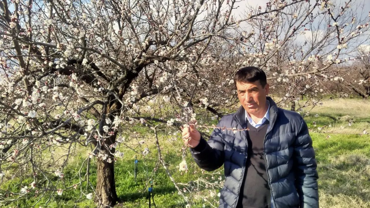 Malatya'da Erken Bahar, Çiftçileri Endişelendiriyor