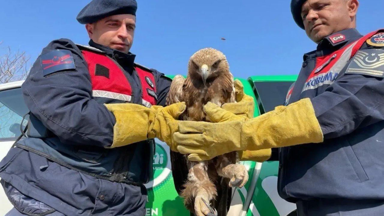 Battalgazi'de Yaralı Kartal Koruma Altına Alındı