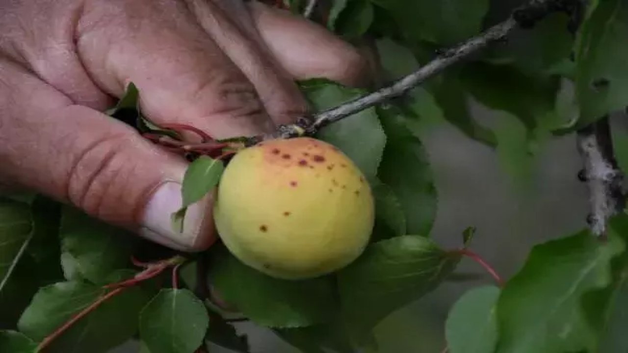 Doğal Afetlerin Meyve Üretimine Etkisi: Ekonomik Kayıplar