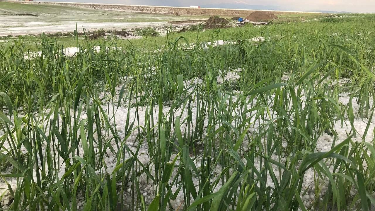 Dolu Felaketi: Tarım Alanlarındaki Hasar Tespit Çalışmaları Başladı