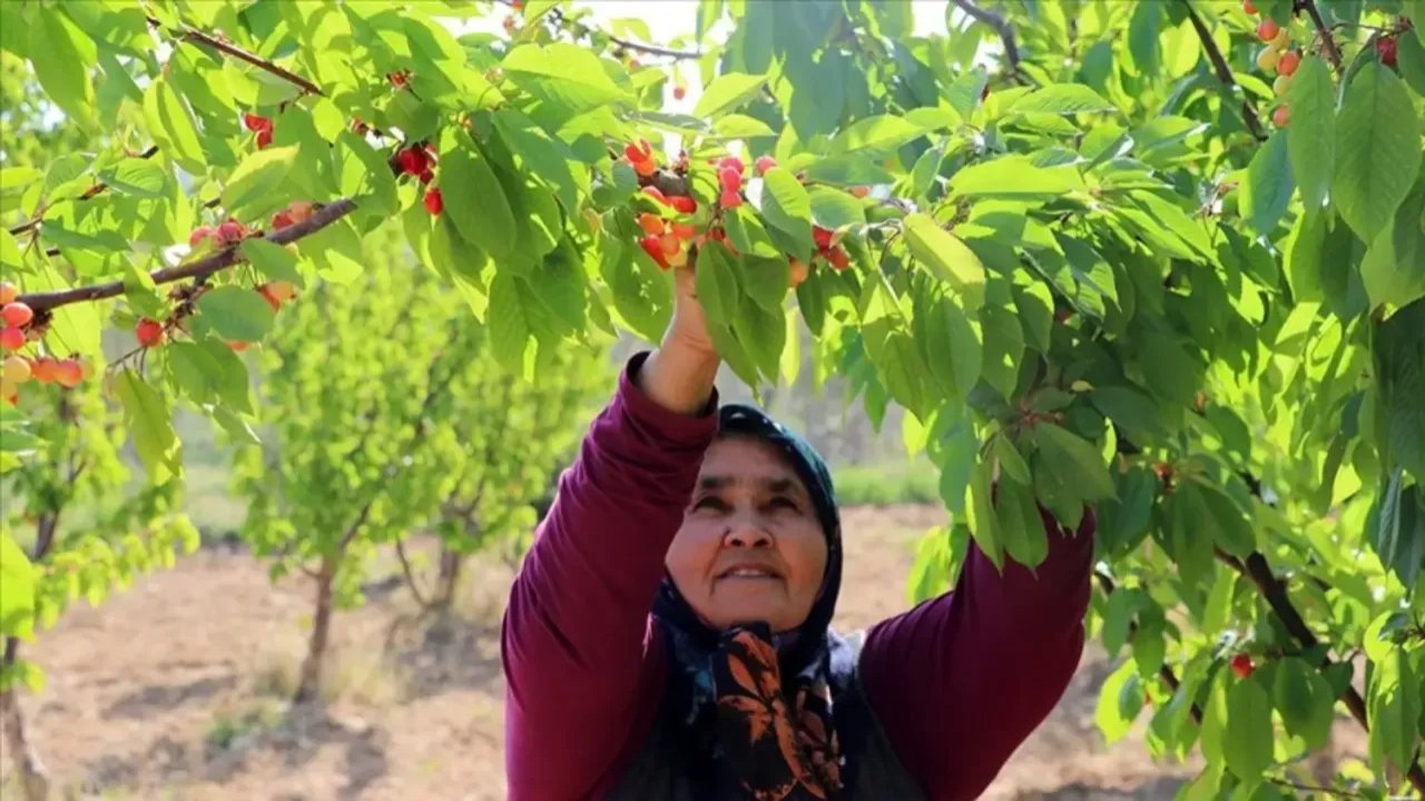Mevsimlik İşçiler: Malatya'da Kayısıdan Sonra Rekor Kiraz ve Çilek Ücretleri