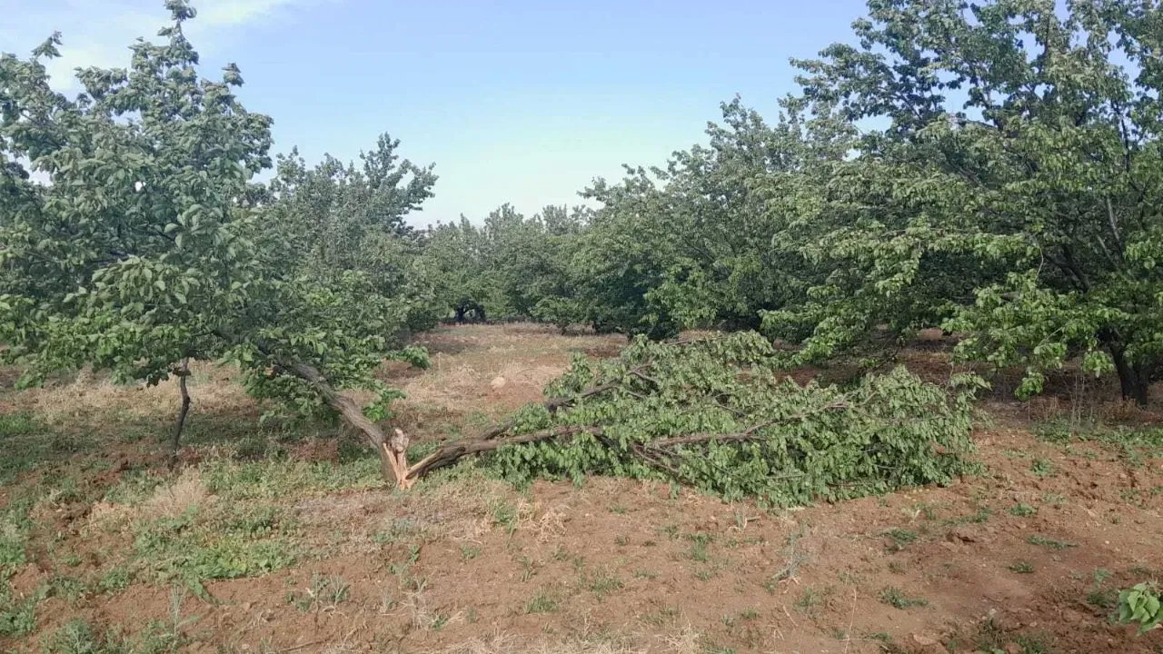 Malatya'da Şiddetli Rüzgar Kayısı Üretimine Büyük Zarar Verdi