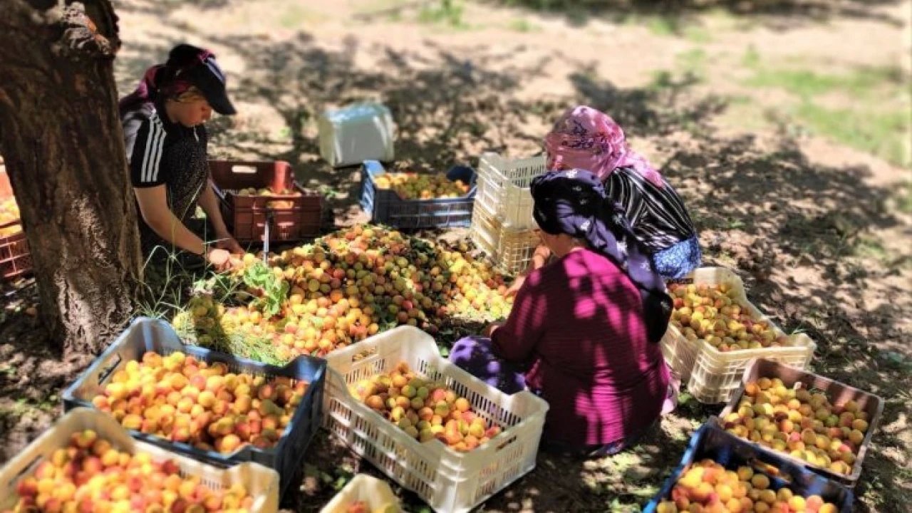 Malatya'da Erken Başlayan Kayısı Hasadı: Battalgazi Çiftçileri Bereketli Bir Sezon Diliyor
