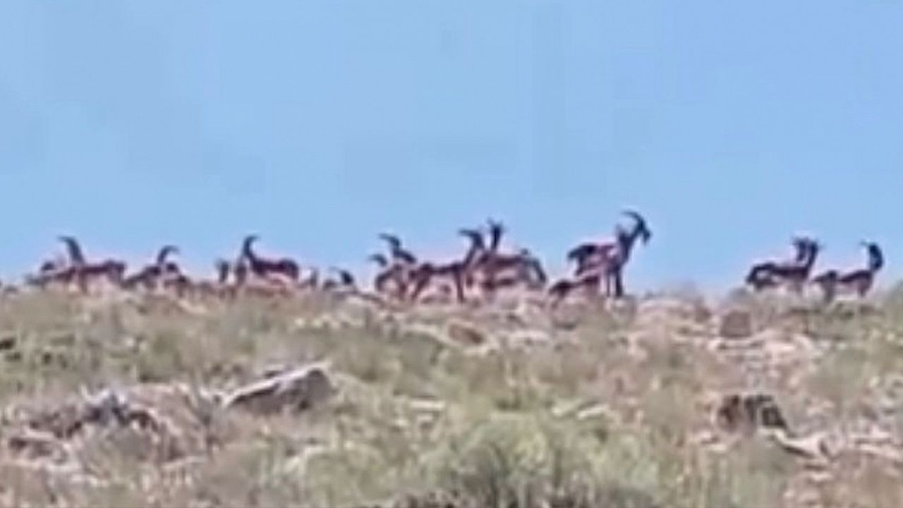 Malatya’da Sürpriz Misafirler: Yaban Keçileri Sürü Halinde Görüntülendi