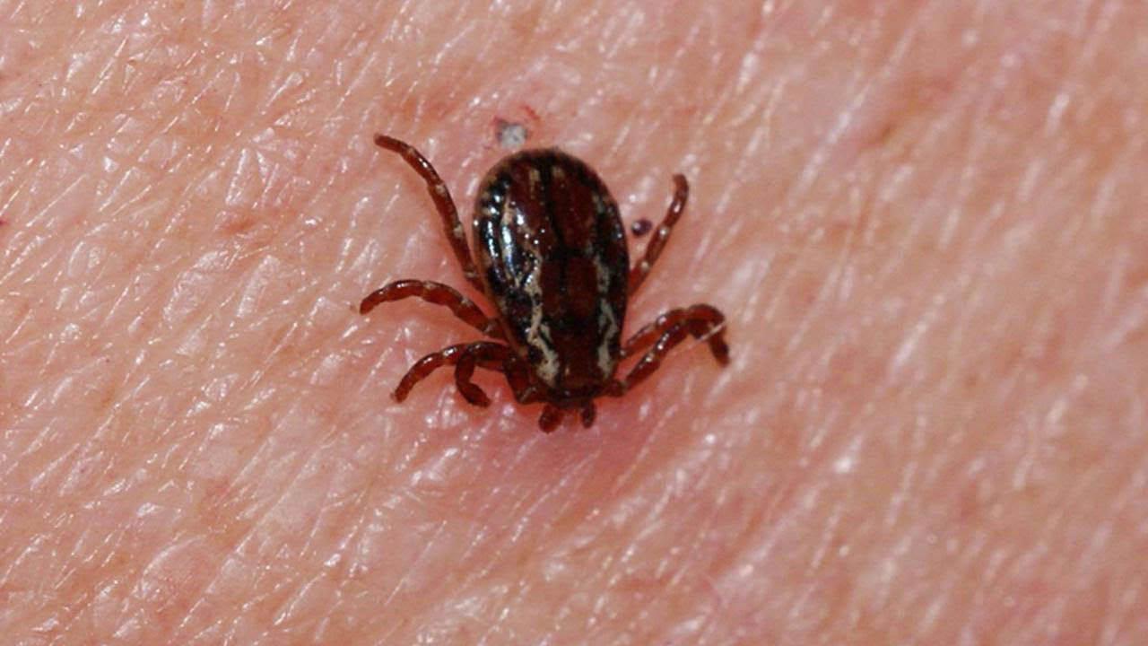 Sivas’ta Kene Alarmı: KKKA Can Almaya Devam Ediyor