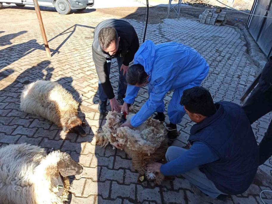 Malatya’da koyun kırkma eğitimi