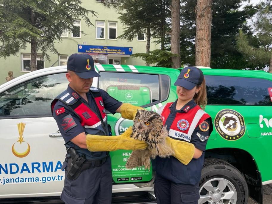 Jandarma tarafından bulunan yaralı baykuş koruma altına alındı