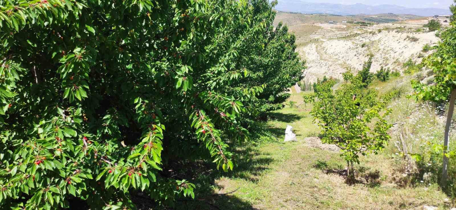 Malatyalı kiraz üreticilerinin umudu ihracatçıların gelmesi