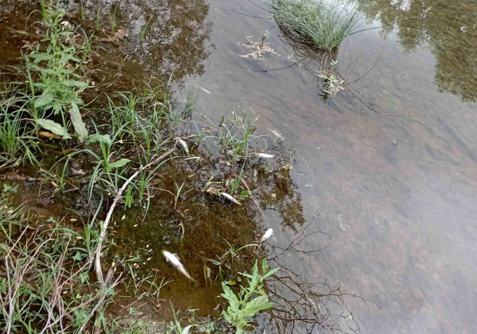 Malatya'da esrarengiz balık ölümleri