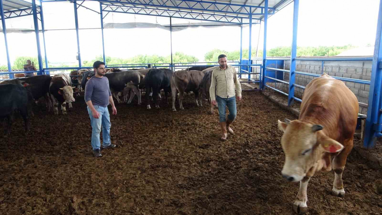 Malatya'nın 1 tonluk 'Paşası' rekor fiyata satıldı