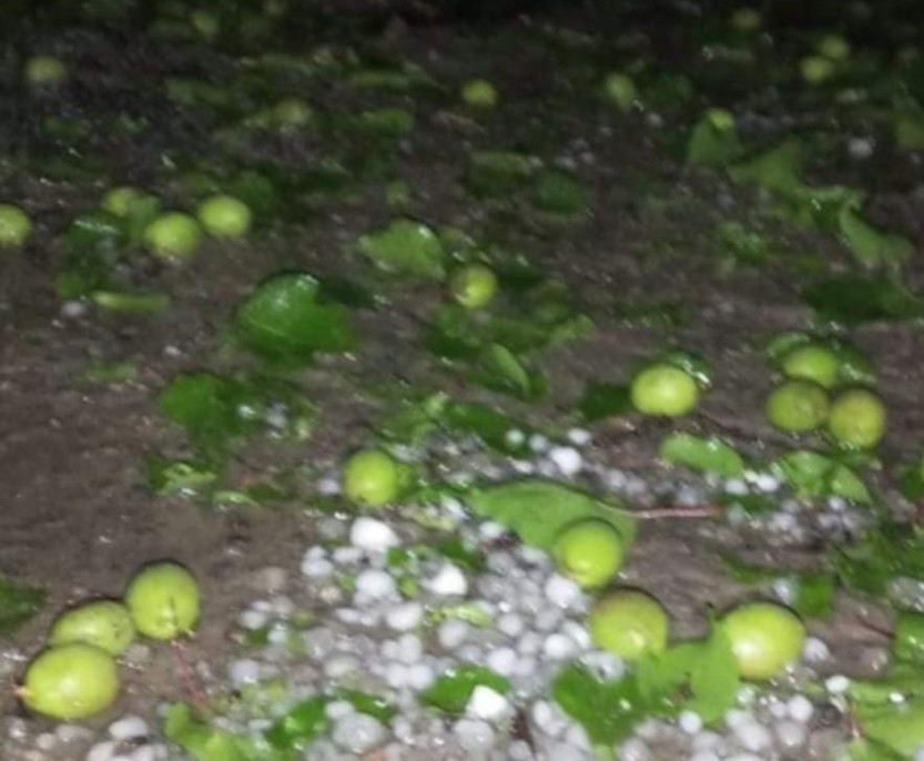 Malatya'da dolu yağışı kayısı bahçelerine zarar verdi