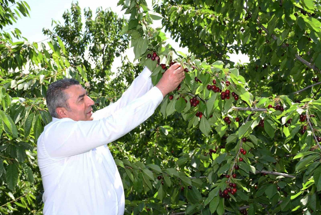 Yeşilyurt'ta 'Dalbastı Kirazı'nda hasat zamanı