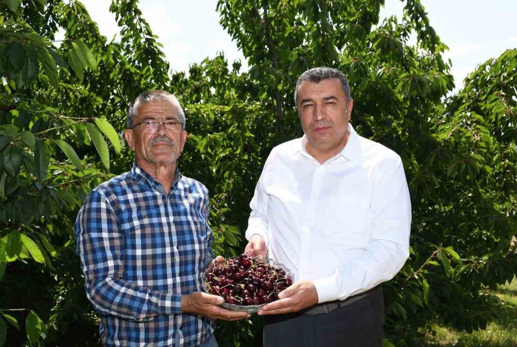 Yeşilyurt'ta 'Dalbastı Kirazı'nda hasat zamanı