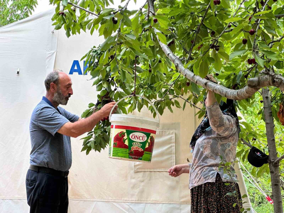 Yeşilyurt'ta 'Dalbastı Kirazı'nda hasat zamanı