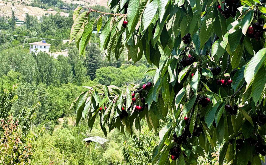 Yeşilyurt'ta 'Dalbastı Kirazı'nda hasat zamanı