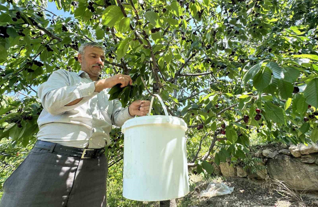 Yeşilyurt'ta 'Dalbastı Kirazı'nda hasat zamanı