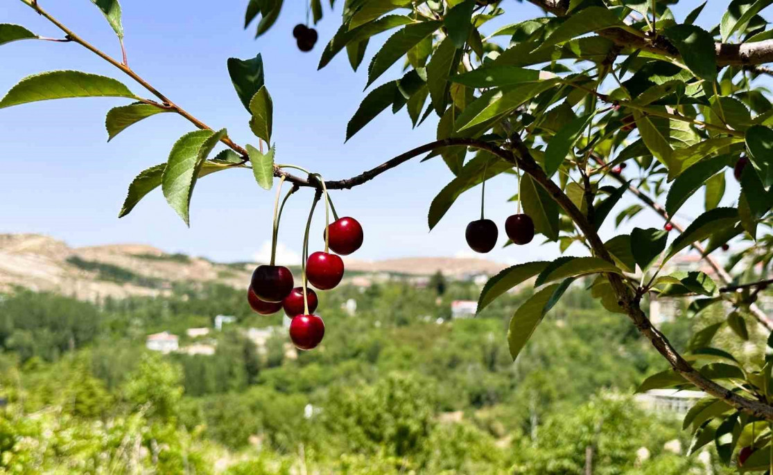 Yeşilyurt'ta 'Dalbastı Kirazı'nda hasat zamanı