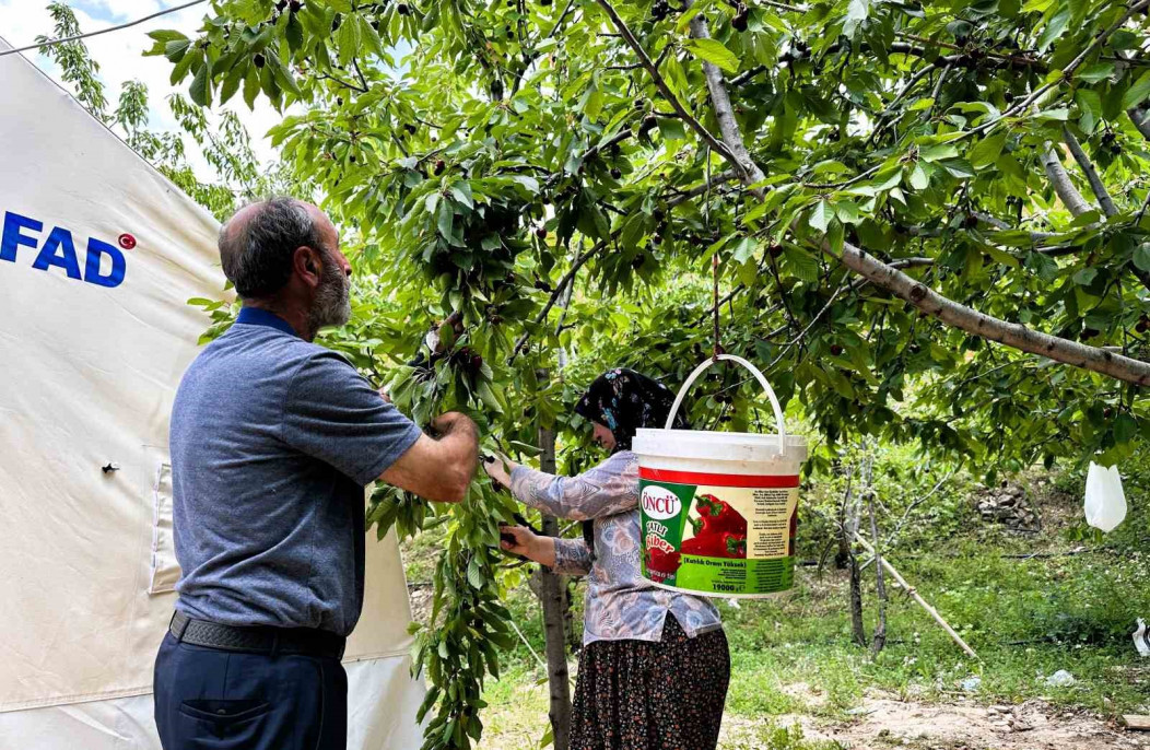 Yeşilyurt'ta 'Dalbastı Kirazı'nda hasat zamanı