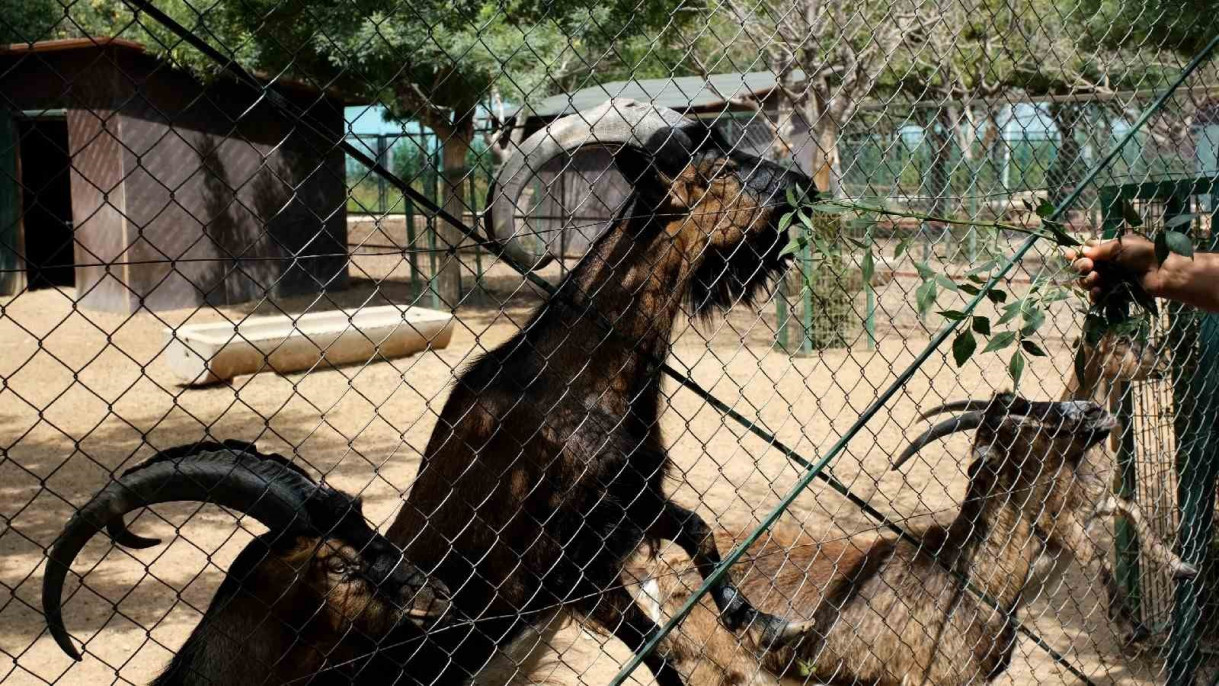 Kurban Bayramı'nda Hayvanat Bahçesi öğrencilere ücretsiz olacak