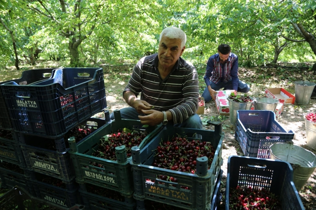 Yeşilyurt ilçesinde kiraz hasadı başladı