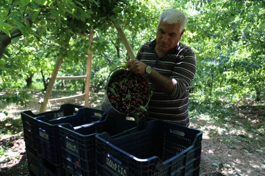 Yeşilyurt ilçesinde kiraz hasadı başladı