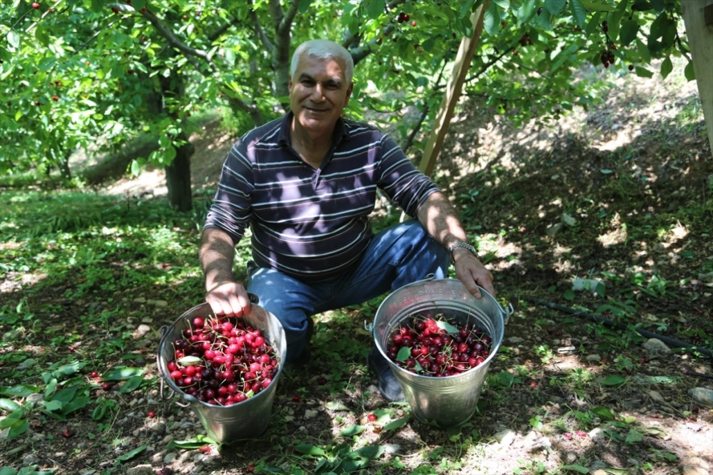 Yeşilyurt ilçesinde kiraz hasadı başladı