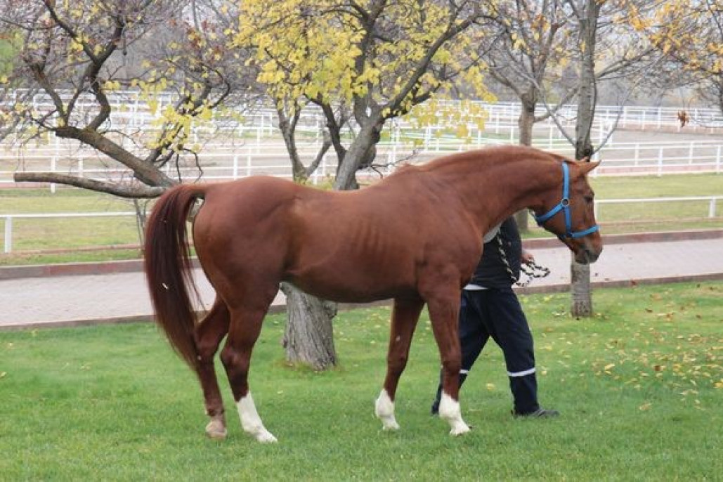 Milyonluk taylar görücüye çıkmaya hazırlanıyor