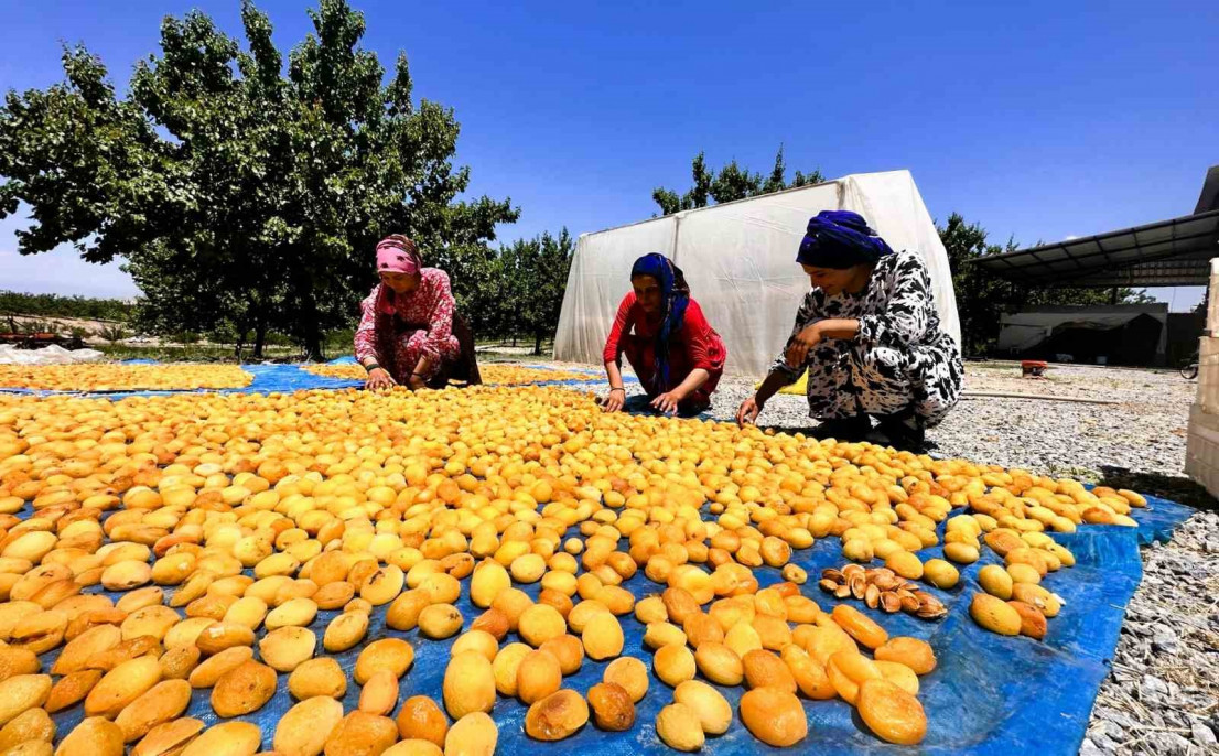Kayısıda hasat dönemi